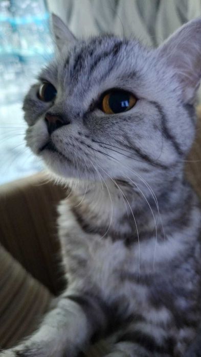 Отдам кошку скотиш страйк, 7 лет в хорошие руки.