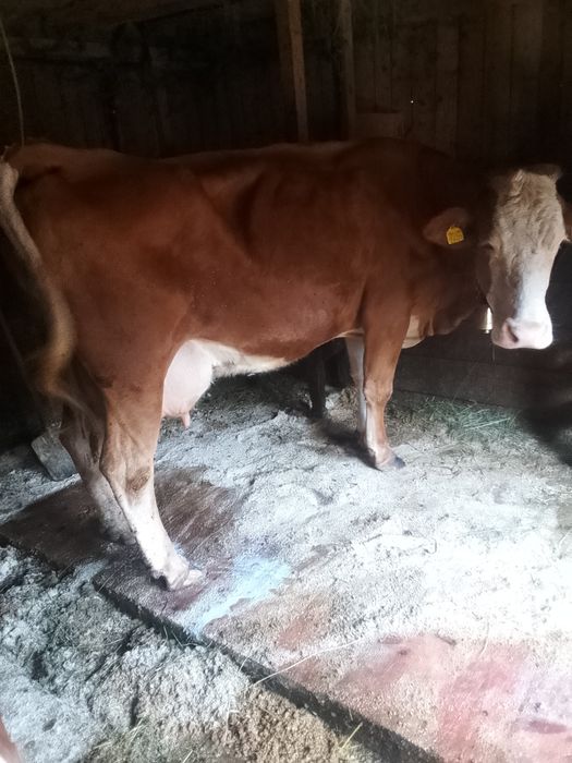 Vând vaca de 7 ani