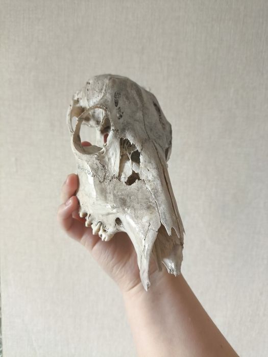 Череп косули без нижней челюсти