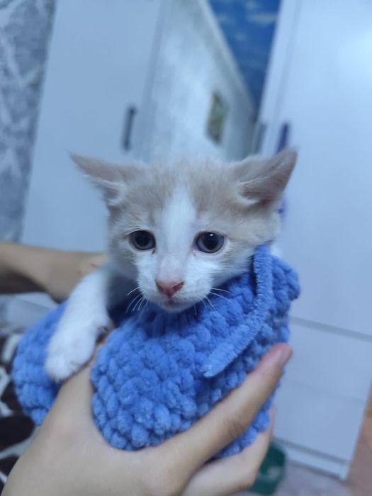 Котята милашки...