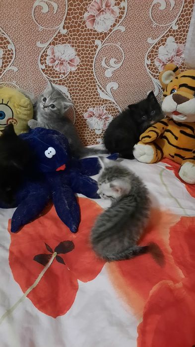 Продам котят Шатланских. СРОЧНО. МЫ УЕЗЖАЕМ.