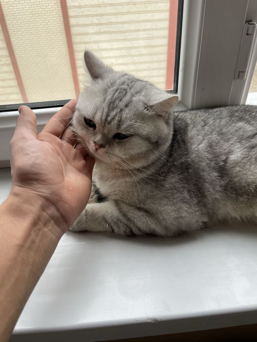 Mushuk sotiladi juda aqillik