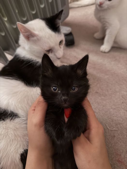 Отдам котят в заботливые и любящие руки