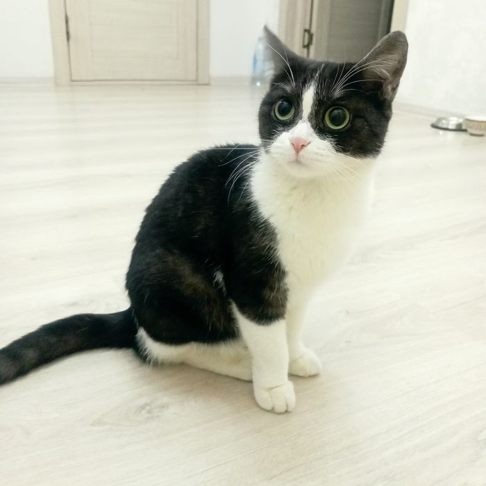 Отдам кота и кошку