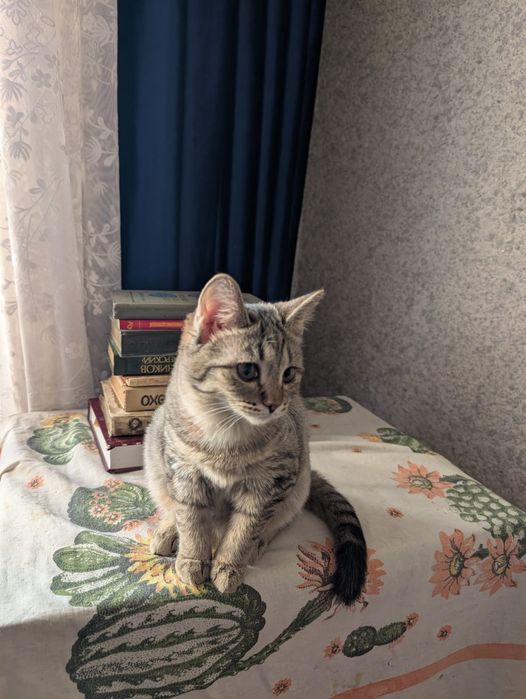 Котенок, девочка. 11 месяцев