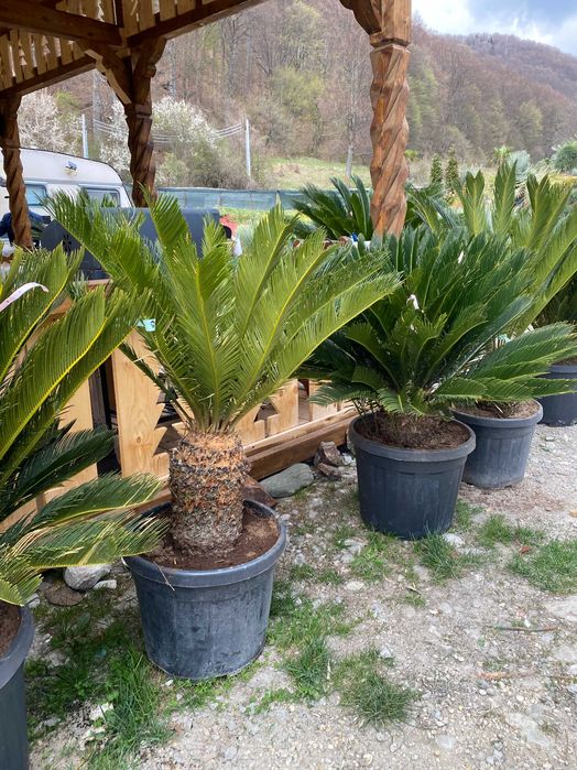 Palmieri Cycas Revoluta