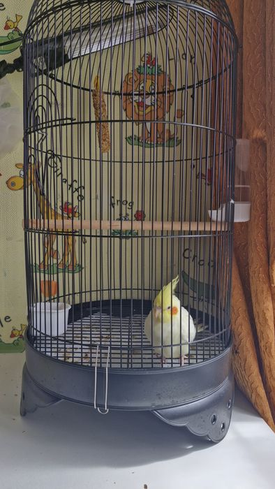 Продам кореллу с клеткой