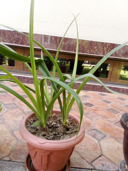 Gullar sotiladi xonaki