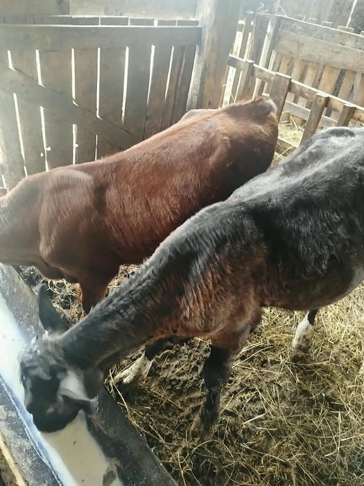Продам весь скот