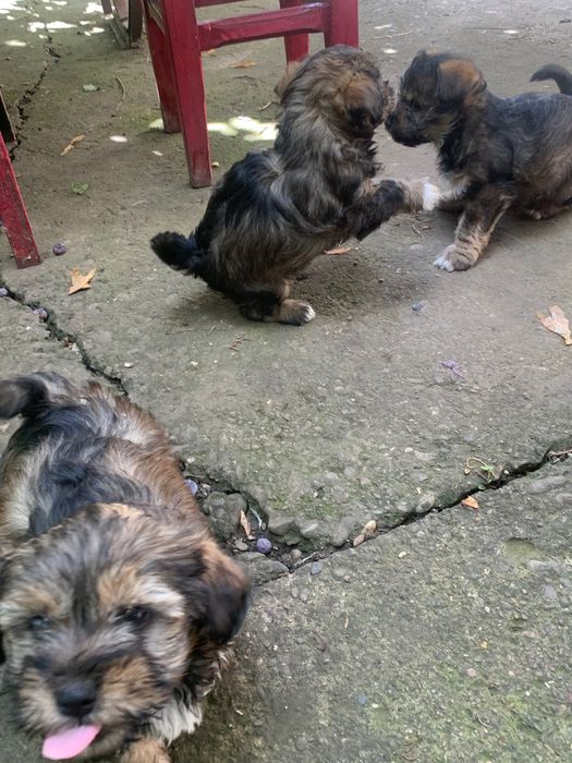 Donez cățeluși iubitorilor de animale