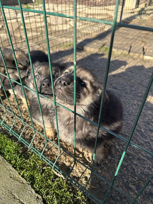 Кученцата на Афра и Рой