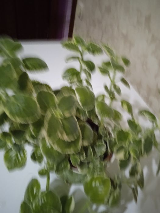 Продам ароматную мяту