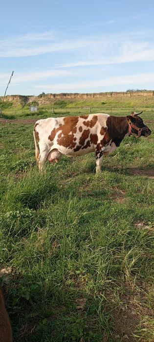 3 vaci disponibile, prima are 9 ani gestanta in 2 luni a doua 9 ani gestanta in 7 luni,ultima este la primul vițel fătată de curând