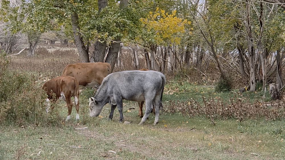 Продам быка 1,5 год.