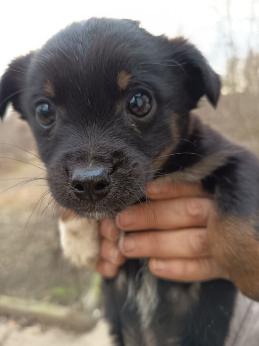 Câței gratis 3 luni