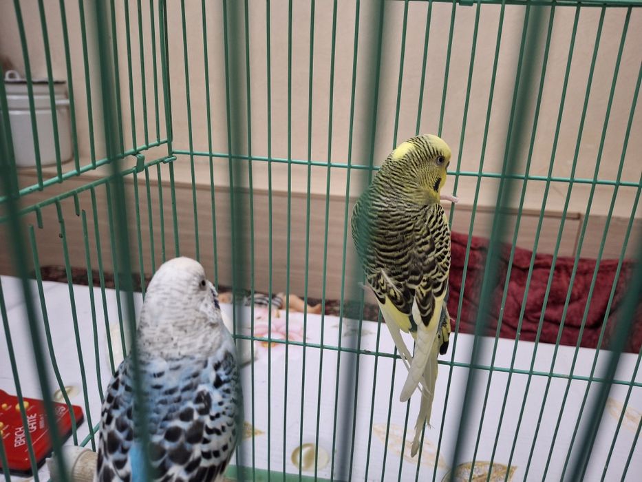 Продается волнистые попугаи