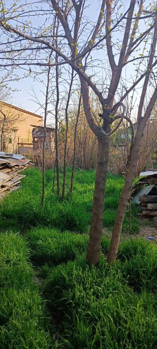 Zangi ota, Urtaovul hovli sotiladi, 6 sotix, 3 hona