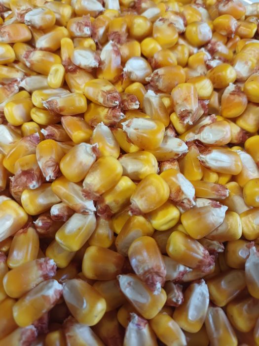 Vând porumb boabe,0.90lei /kg .Brașov Stupini .