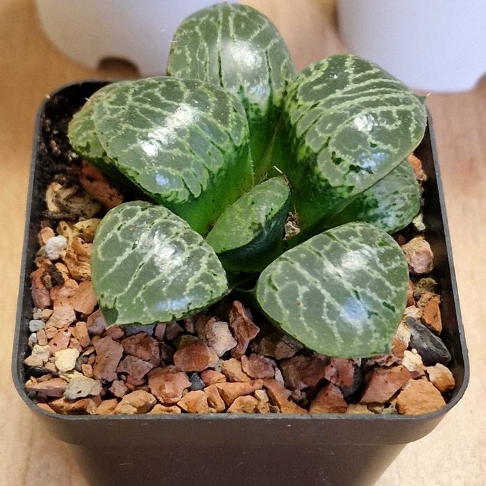 Хавортии, суккуленты