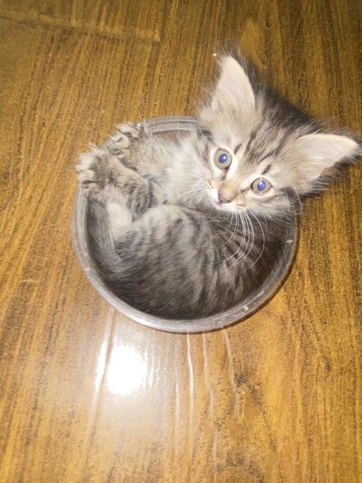 отдам котенка в добрые руки :)