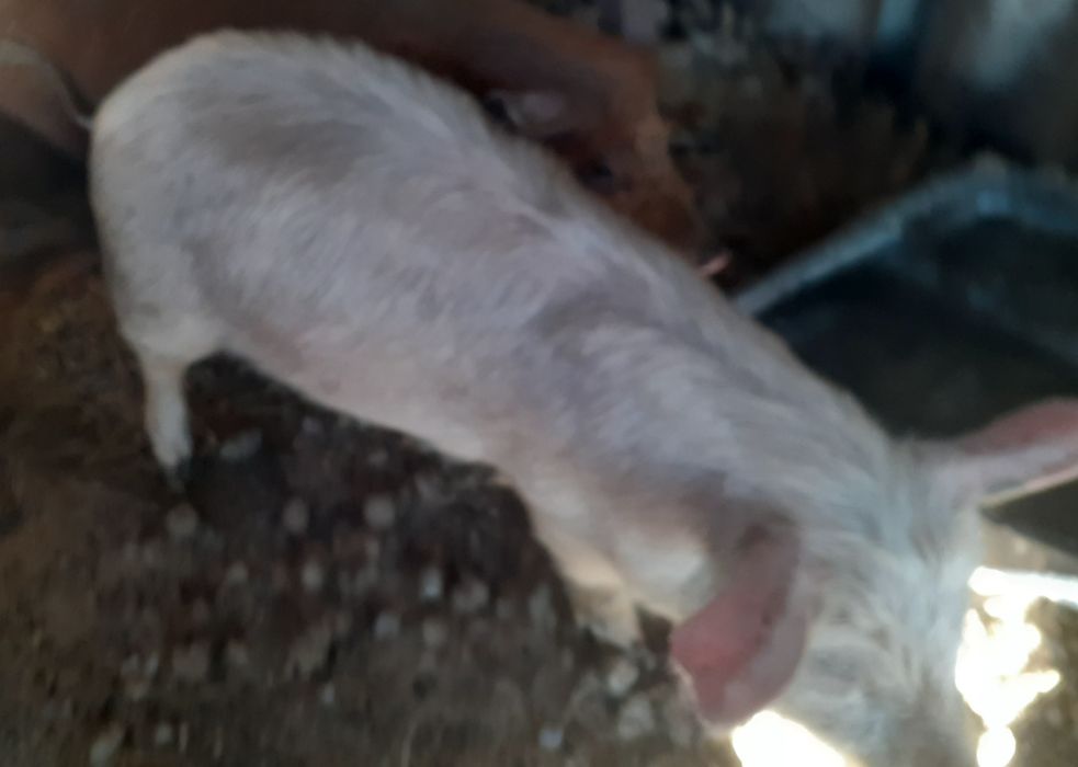 Продам молодую свинку.