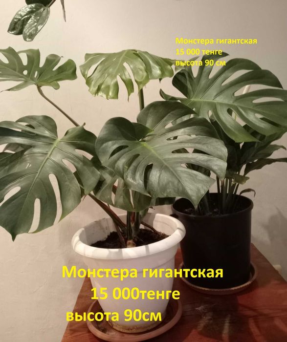 Цветы комнатные.