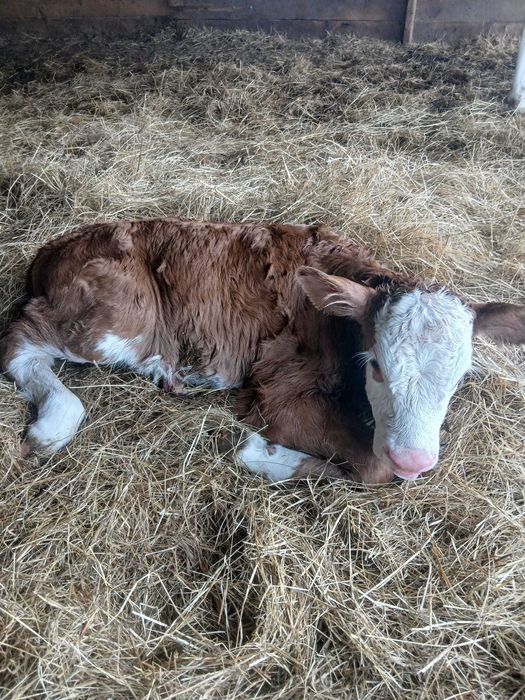 Vând 2 tăurași și 2 vitele