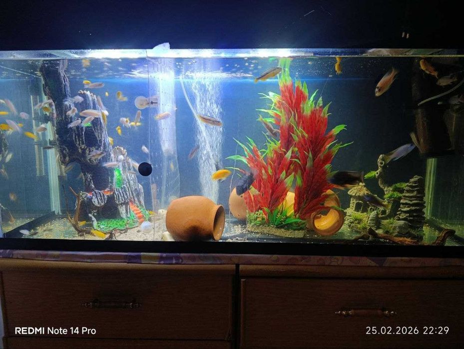 Akvarium va baliqlar sotiladi NURAFSHON
