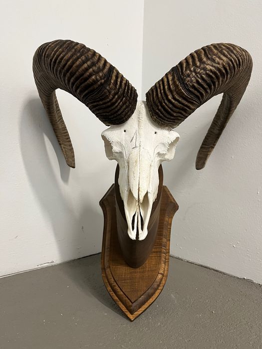 Трофеи от муфлони