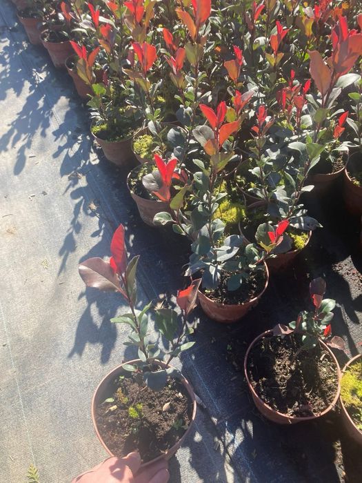 Фотиния литъл ред робин