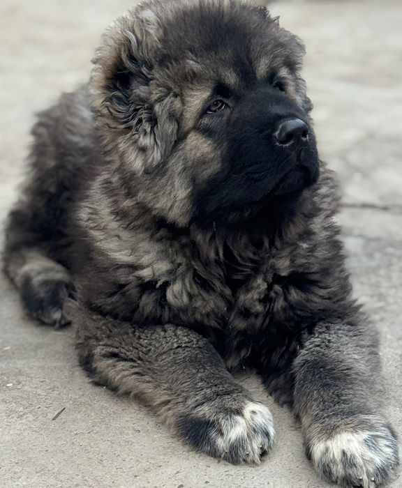 Щенки кавказской овчарки