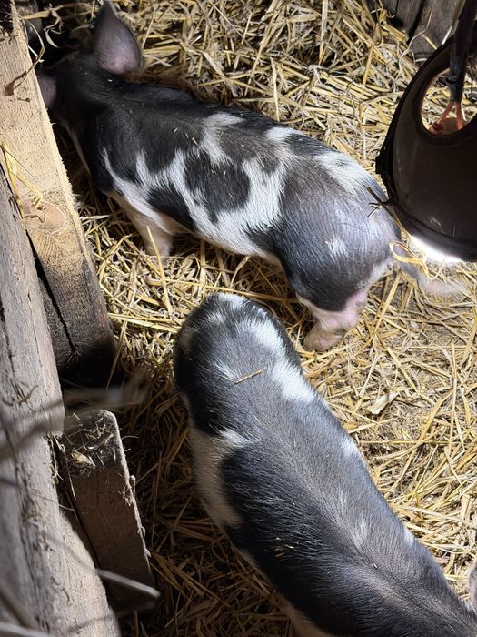 Продам поросят!!