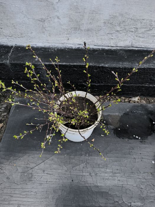 продам саженцы вишни.