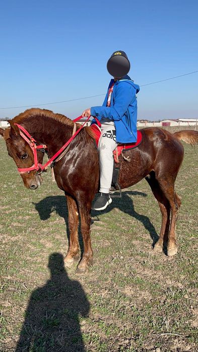 Продам лошадь!!!