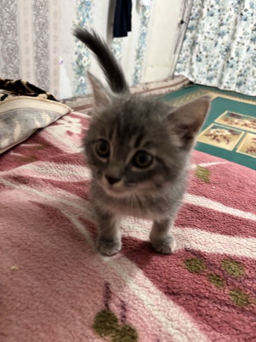 Мысық сатылады..