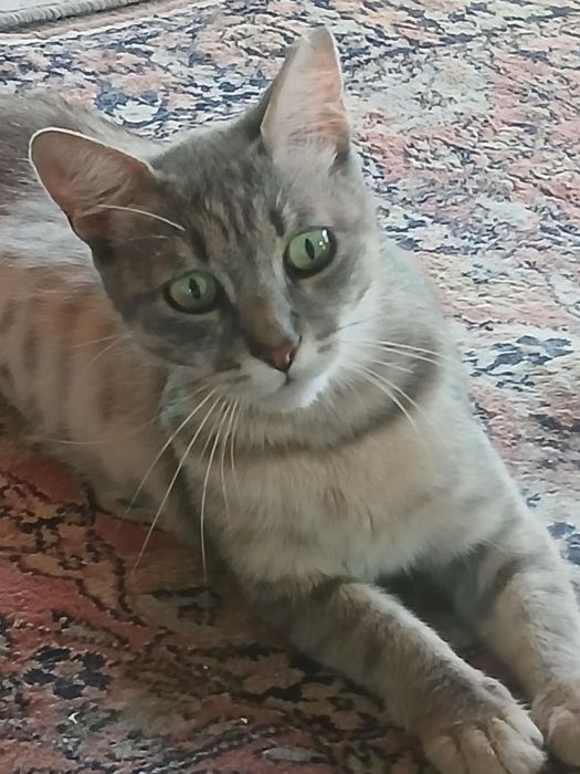 Подарявам котка - Синьо Таби, женска, кастрирана