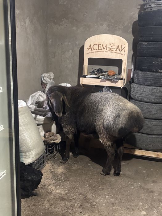 Кошкар сатыладыы