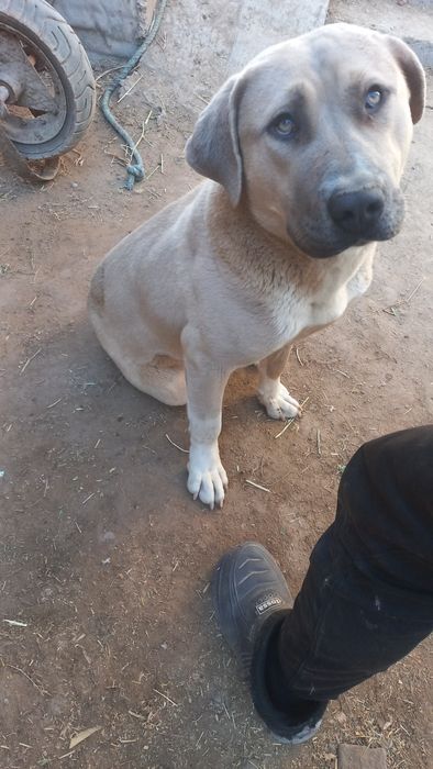 Кучук сотилади бултилер билан чатишган