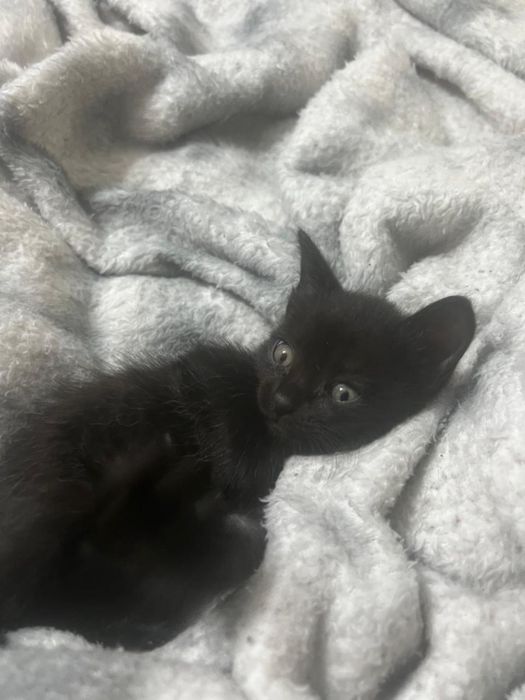 Котята 1,5 месяца