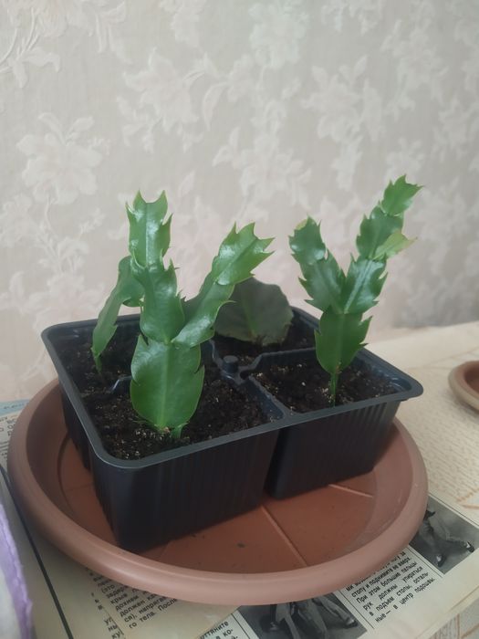 Декабрист белый махровый