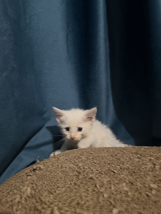 Котенок белый мальчик