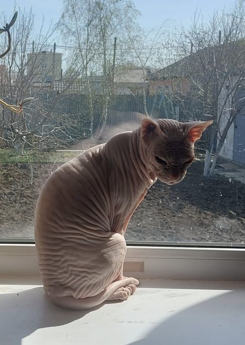 Продам сфинкса кот