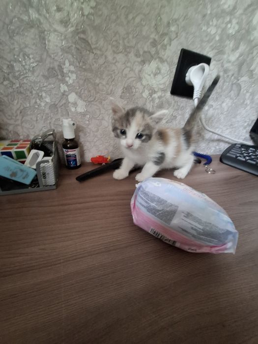 Отдам котят возраст месяц