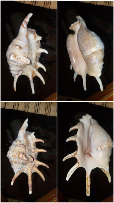 Ракушки аквариумные