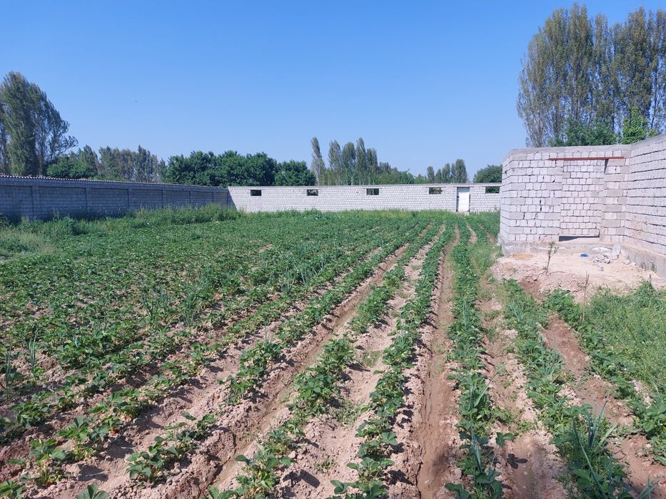 Янгийул туманида 12 сотох ер участка сотилади