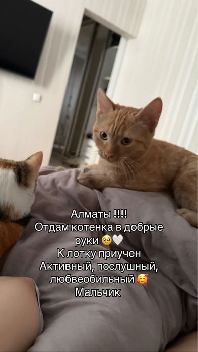 Отдам котенка в добрые руки