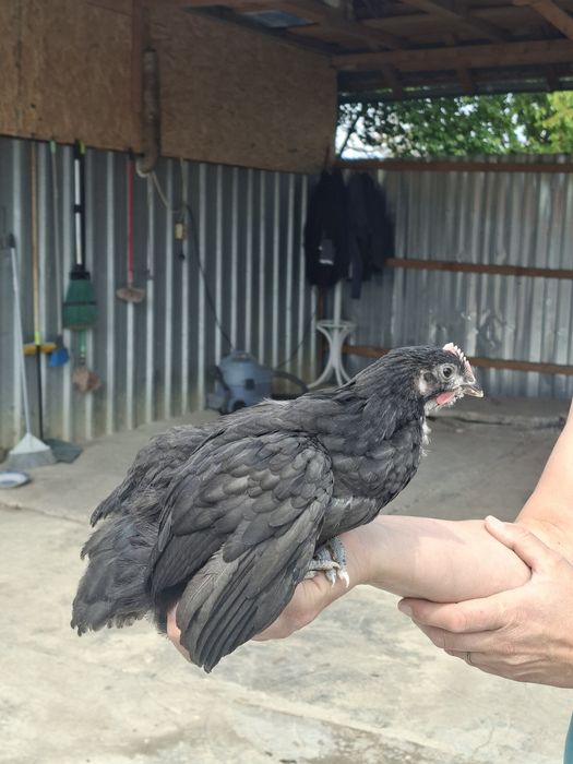 Vând pui australorp 1 lună