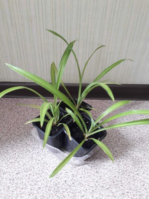 комнатные цветы хлорофитум