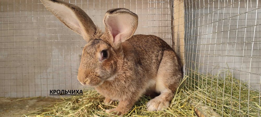 Продаются крольчата крупных пород Ризен и Бургундский