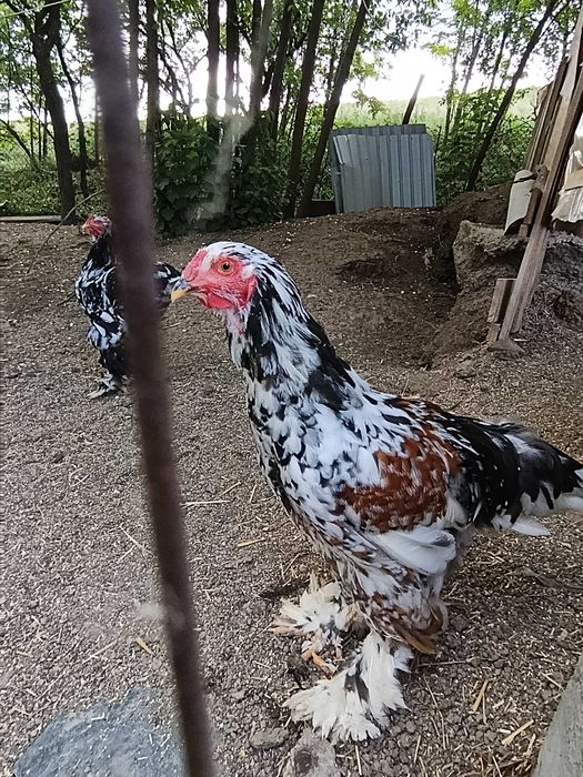 Pui și găini brahma